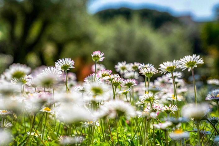 Image No.20-8 Bed House for sale