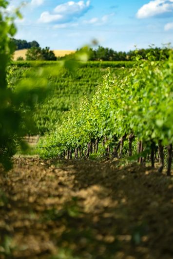 Image No.15-5 Bed House for sale