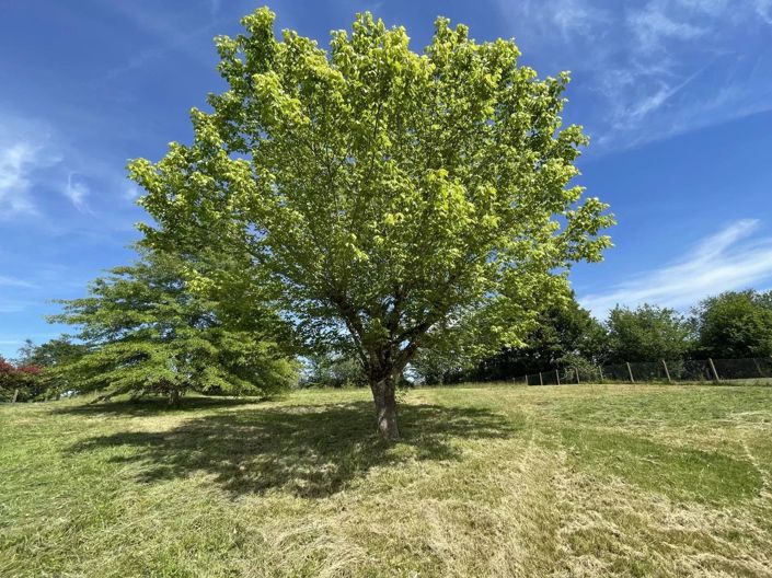 Image No.12-3 Bed House for sale