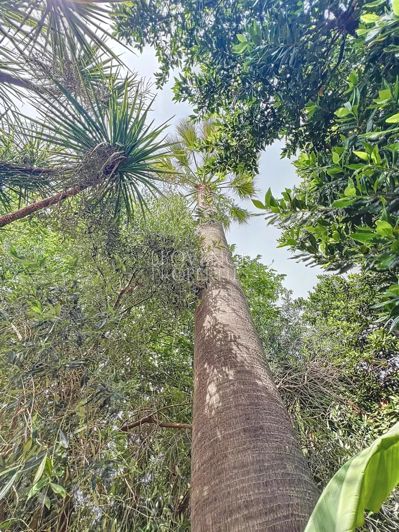 Image No.9-Maison de 4 chambres à vendre à Le Muy