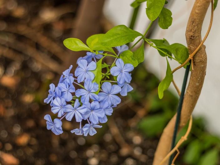 Image No.18-7 Bed House for sale