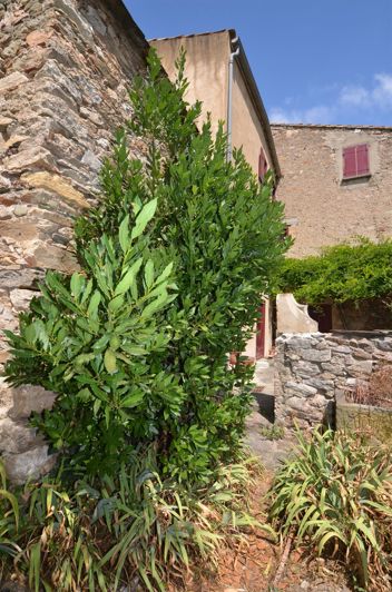 Image No.3-Maison de 3 chambres à vendre à Caunes-Minervois