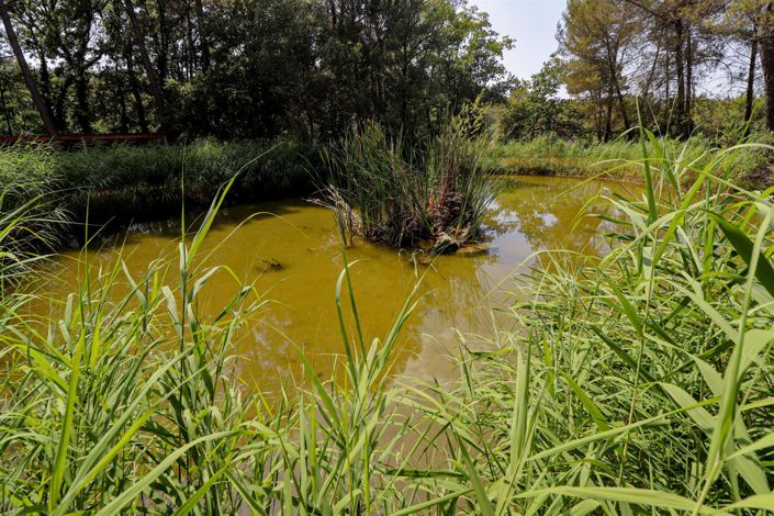 Image No.43-Maison de 4 chambres à vendre à Flayosc