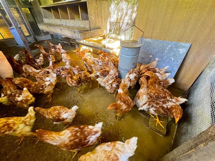 Image No.8-Maison de 1 chambre à vendre à Sospel