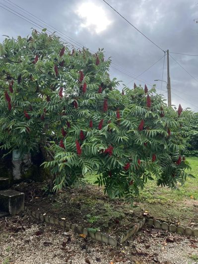 Image No.7-Propriété de 4 chambres à vendre à Payssous