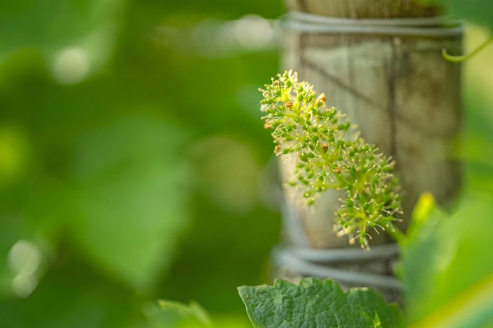 Image No.37-5 Bed House for sale