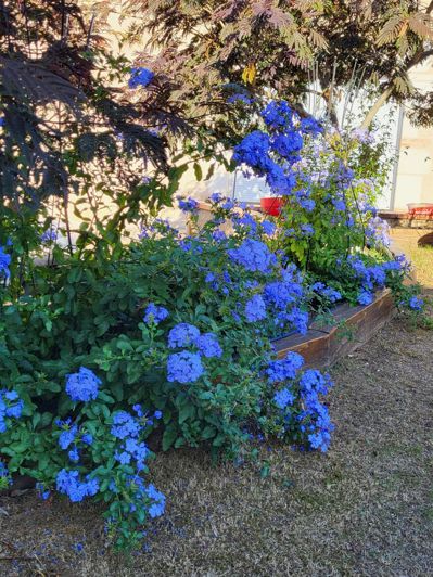 Image No.52-5 Bed House for sale