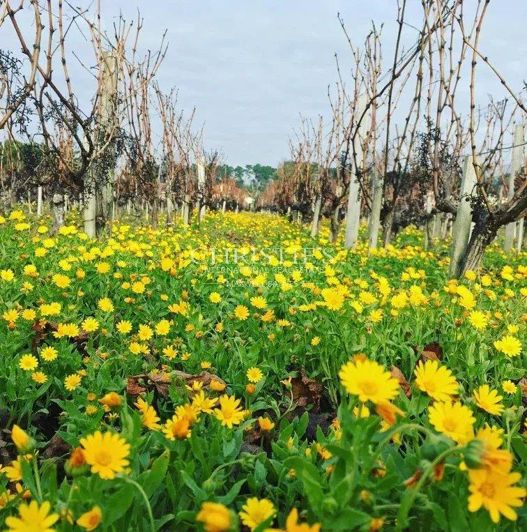 Image No.3-Maison de 3 chambres à vendre à Gironde
