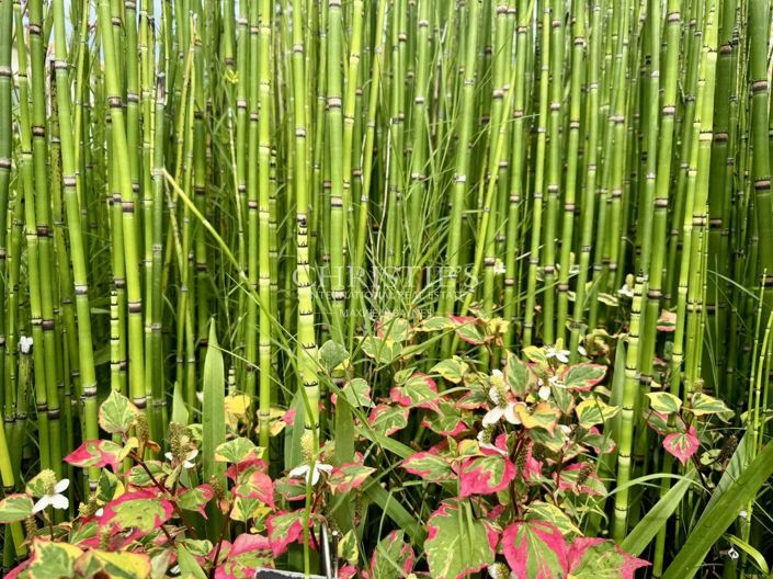 Image No.17-6 Bed House for sale