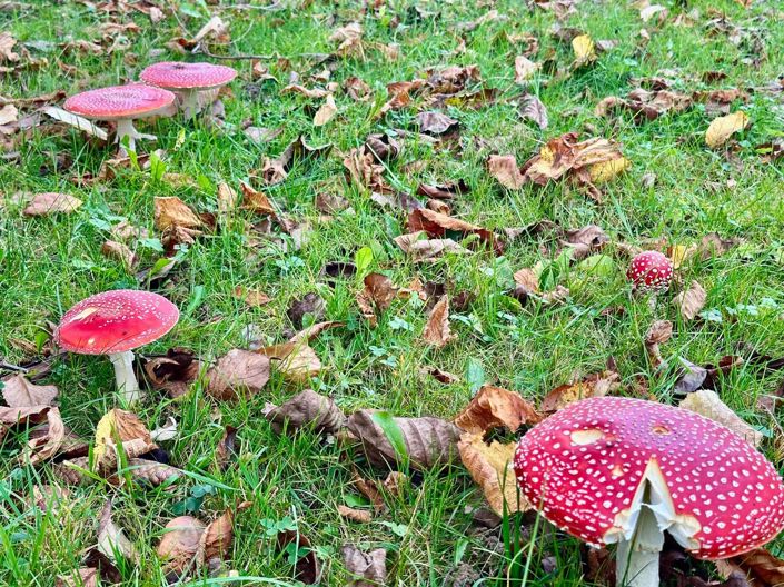 Image No.38-5 Bed House for sale