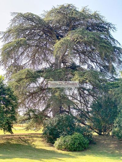 Image No.19-Maison de 4 chambres à vendre à Vic-Fezensac