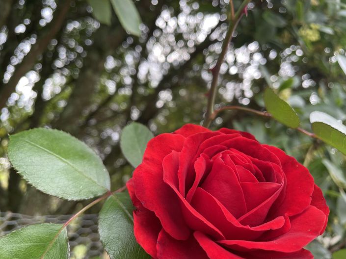 Image No.19-6 Bed House for sale