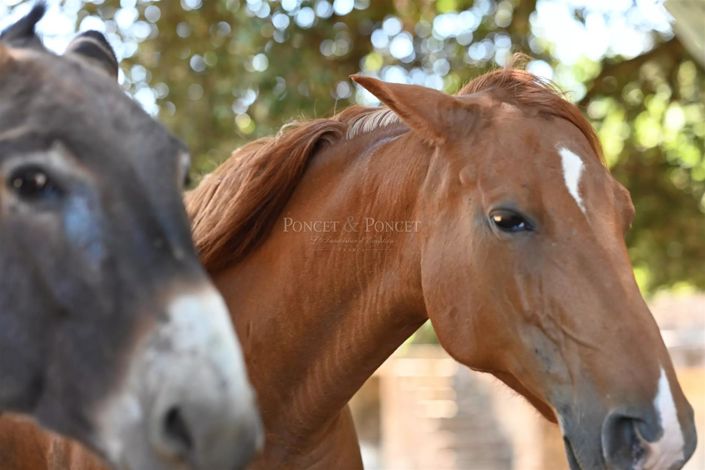 Image No.17-Maison de 9 chambres à vendre à Uzès