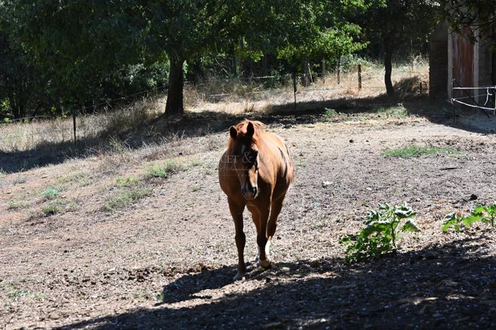 Image No.19-Maison de 9 chambres à vendre à Uzès