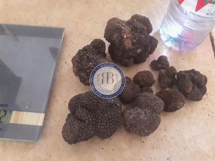 Image No.44-8 Bed House for sale