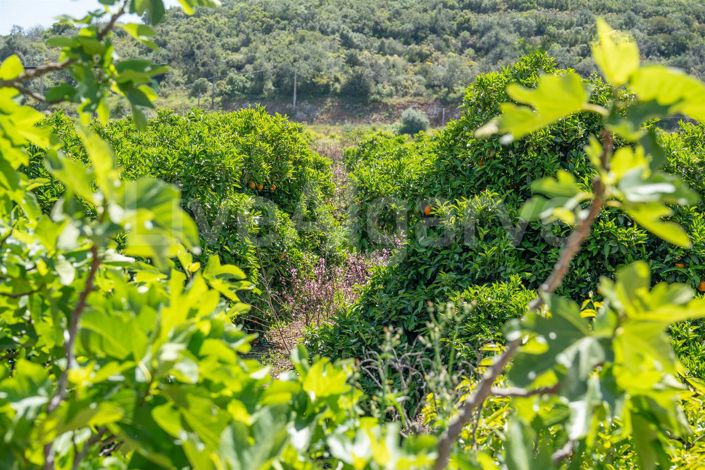 Image No.19-1 Bed House for sale