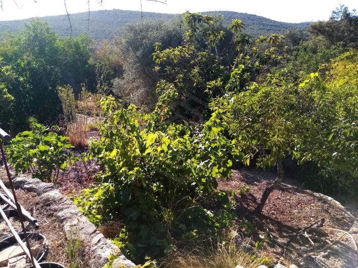 Image No.37-Maison de 3 chambres à vendre à Loule