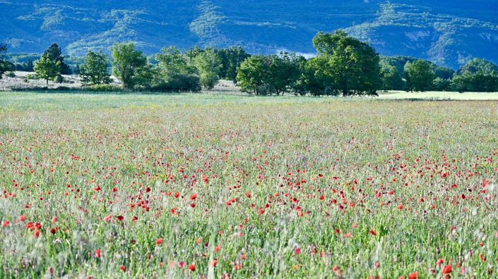 Image No.6-Maison de 9 chambres à vendre à Forcalquier