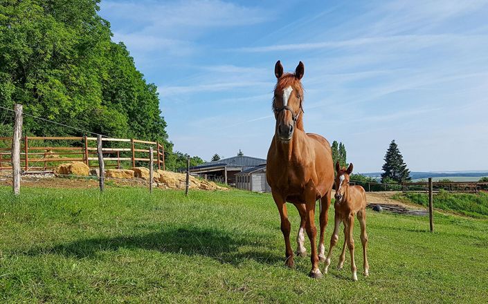 Image No.17-3 Bed House for sale