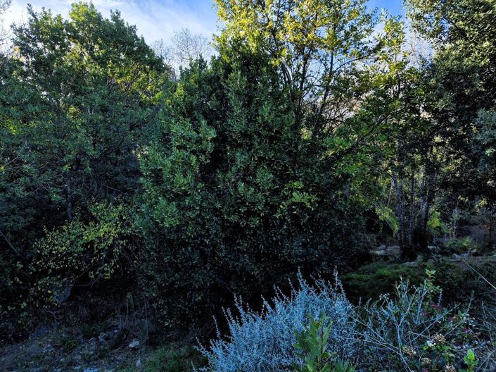 Image No.29-Maison de 4 chambres à vendre à Laurens