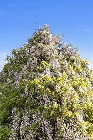 Image No.58-5 Bed House for sale