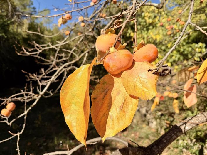 Image No.16-8 Bed House for sale