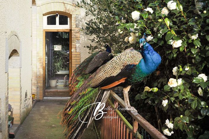 Image No.4-8 Bed House for sale