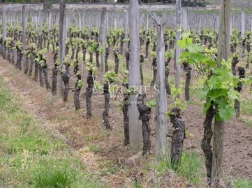 1 - Saint-Emilion, House