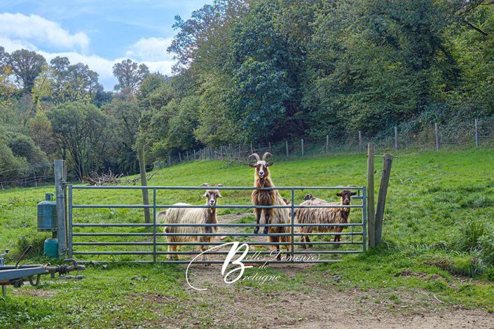 Image No.3-Maison de 3 chambres à vendre à Le Faouët