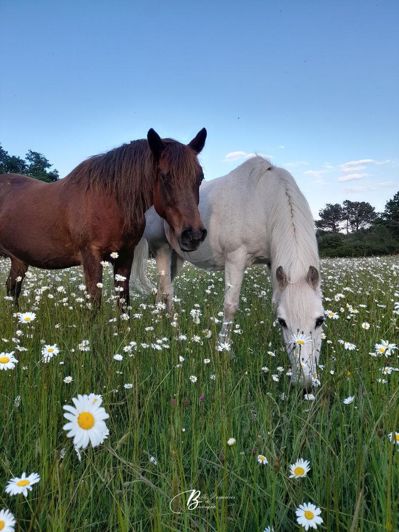 Image No.18-Maison de 4 chambres à vendre à Plélan-le-Grand