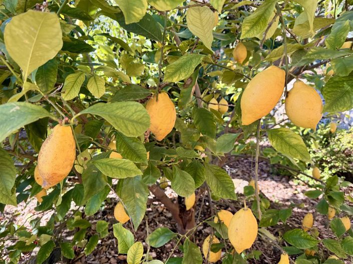 Image No.11-Maison de 3 chambres à vendre à Seillans