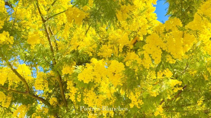 Image No.10-Maison de 7 chambres à vendre à Montpellier