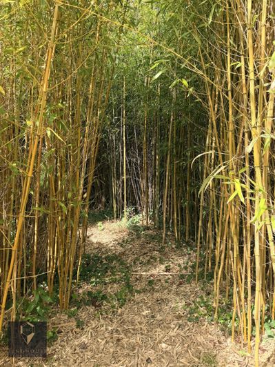 Image No.21-Maison de 4 chambres à vendre à L'Isle-en-Dodon