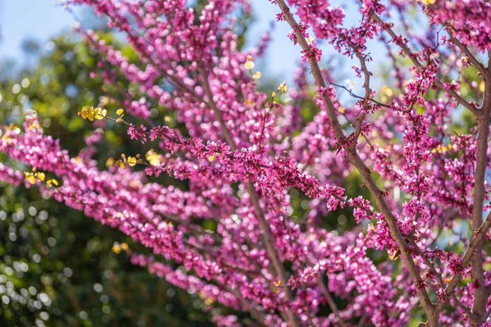 Image No.17-Maison de 4 chambres à vendre à Les Adrets-de-l'Estérel