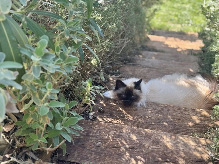 Image No.31-Maison de 4 chambres à vendre à Aups