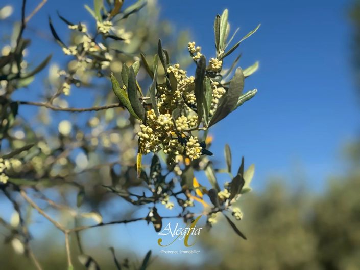 Image No.40-Maison de 8 chambres à vendre à Aups