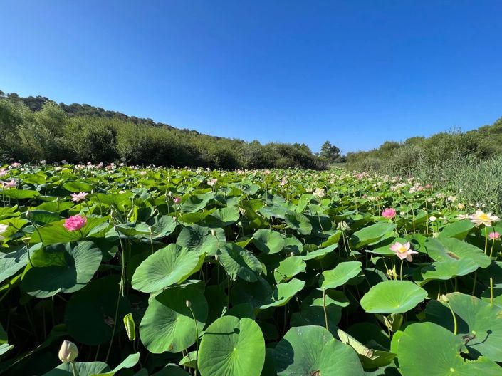 Image No.2-4 Bed House for sale