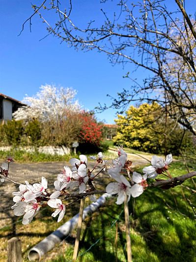 Image No.18-5 Bed House for sale