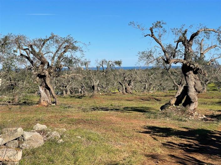 Image No.3-Property for sale