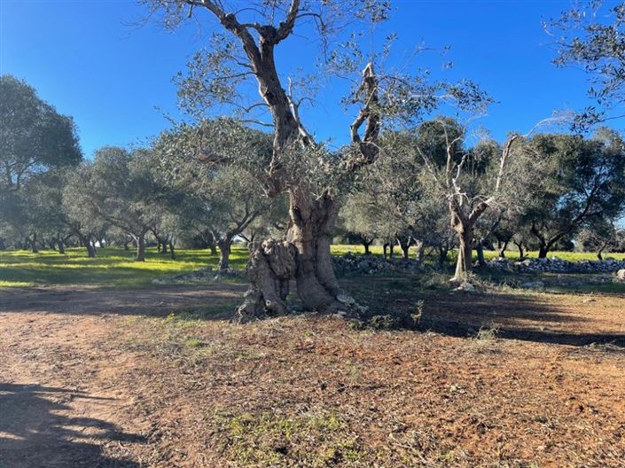 Image No.5-Property for sale