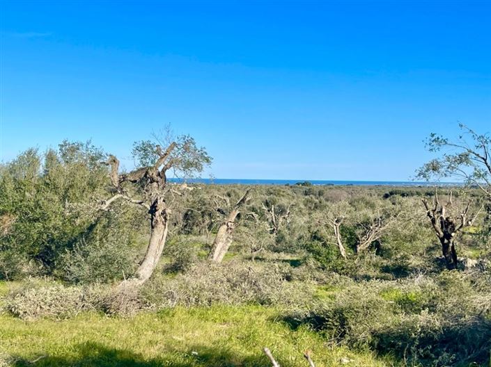 Image No.6-Propriété à vendre à San Vito dei Normanni