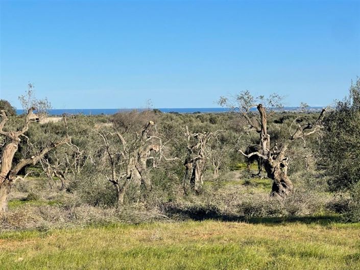 Image No.9-Propriété à vendre à San Vito dei Normanni