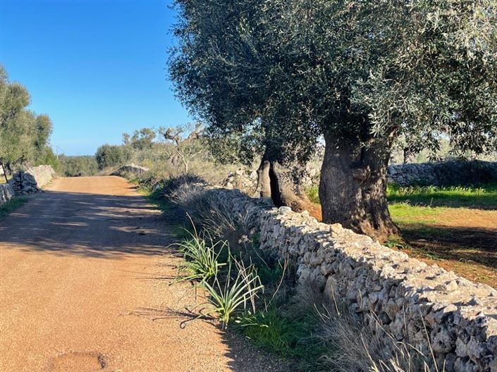 Image No.8-Propriété à vendre à San Vito dei Normanni