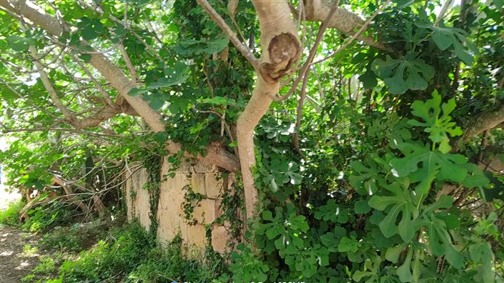 Image No.34-6 Bed Masseria for sale