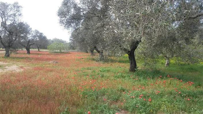 Image No.37-4 Bed Property for sale