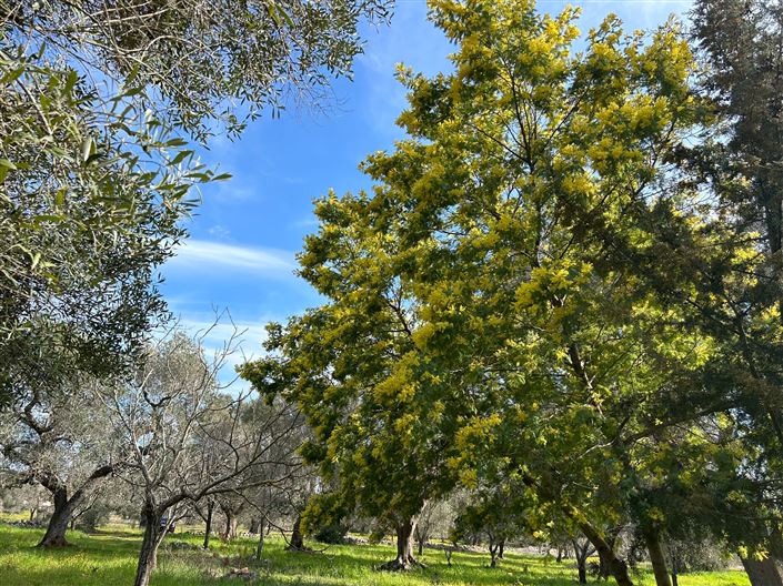 Image No.20-Propriété de 1 chambre à vendre à San Vito dei Normanni