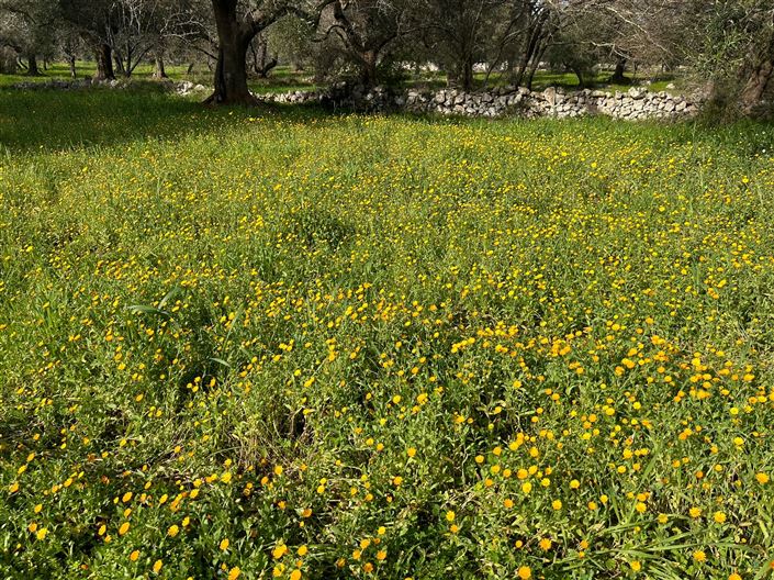 Image No.21-Propriété de 1 chambre à vendre à San Vito dei Normanni