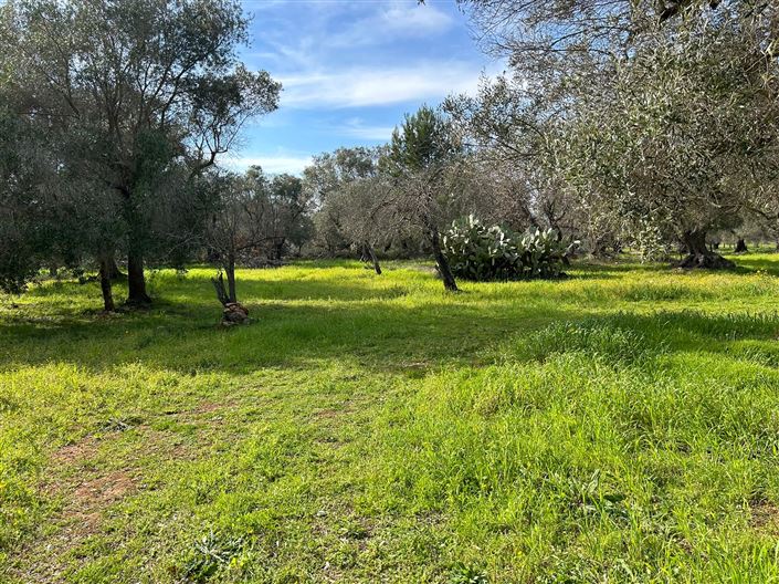 Image No.9-Propriété de 1 chambre à vendre à San Vito dei Normanni