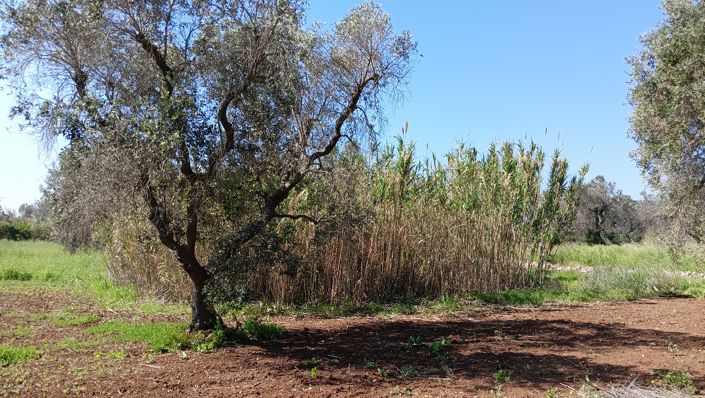 Image No.19-1 Bed Property for sale