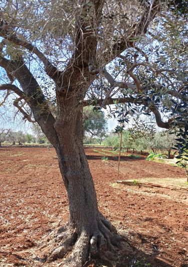 Image No.15-1 Bed Property for sale